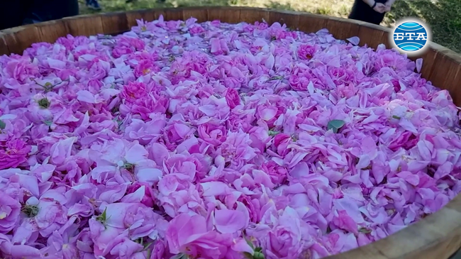 Хиляди гости от България и чужбина присъстваха на ритуала "Розобер" край Казанлък