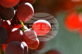 Разград - плодове - есенни дарове - грозде