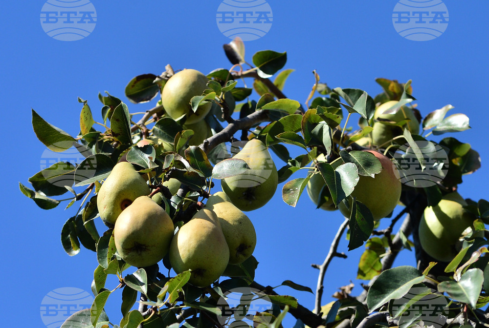 Проблеми с механизми за защита от вредители и проект за забрана на стари традиционни семена притесняват земеделски производители