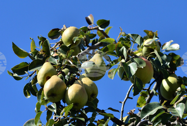 Проблеми с механизми за защита от вредители и проект за забрана на стари традиционни семена притесняват земеделски производители