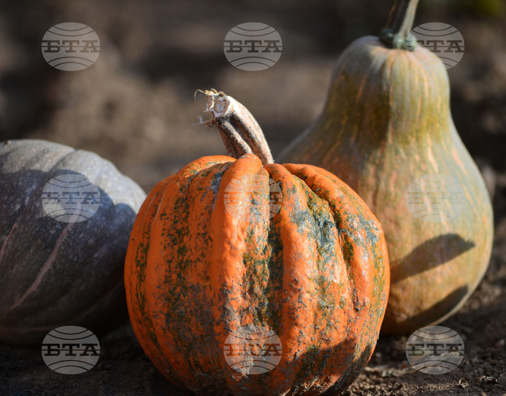 Покана за празник под надслов „Даровете на есента” на 18 октомври отправиха от Българското училище „Хан Аспарух“ в Брайтън, Англия