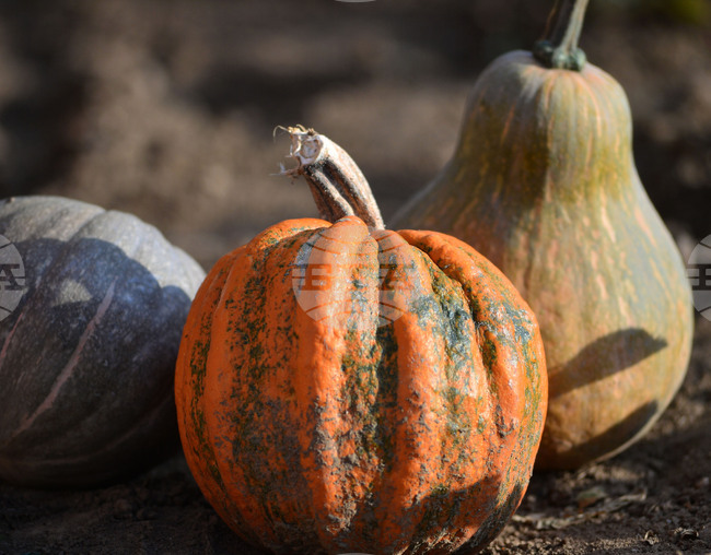 Покана за празник под надслов „Даровете на есента” на 18 октомври отправиха от Българското училище „Хан Аспарух“ в Брайтън, Англия