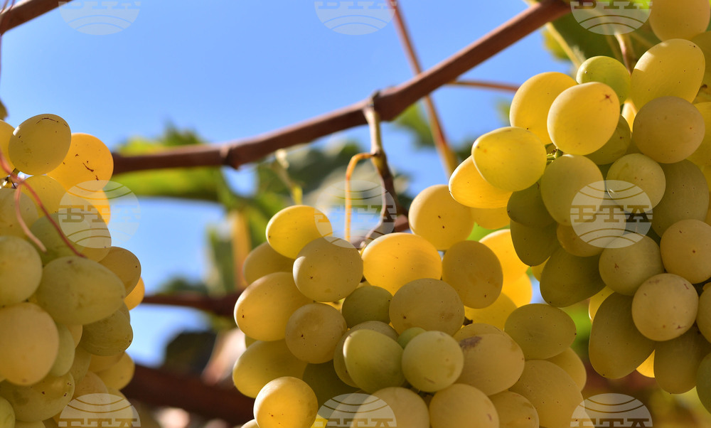 Сортовете "Супер ран Болгар", "Плевен" и "Брестовица", разработени от проф. Васил Вълчев, все още са на трапезата на българите и на нашите съседи