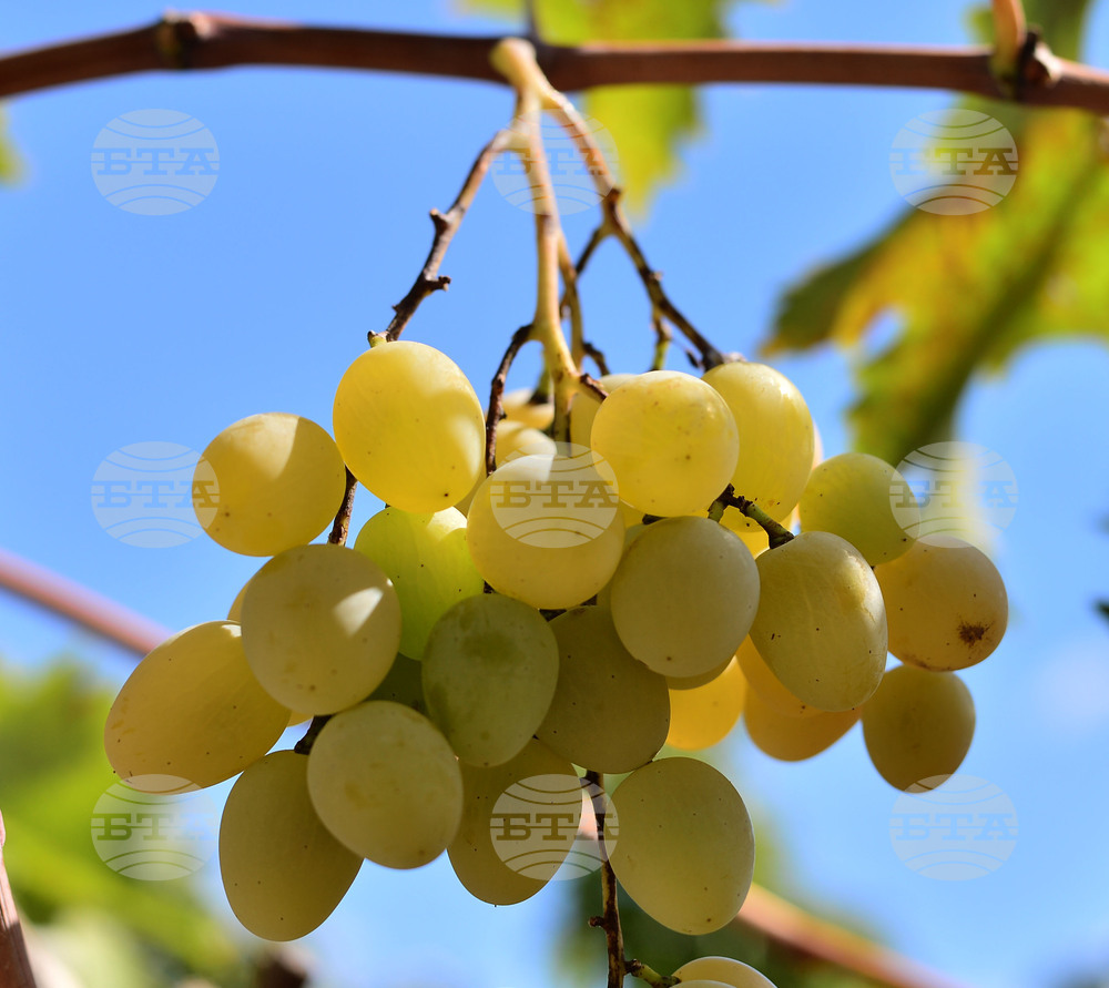 Гроздоберът в Стралджанско започна, но лозарите в региона отчитат тежка година