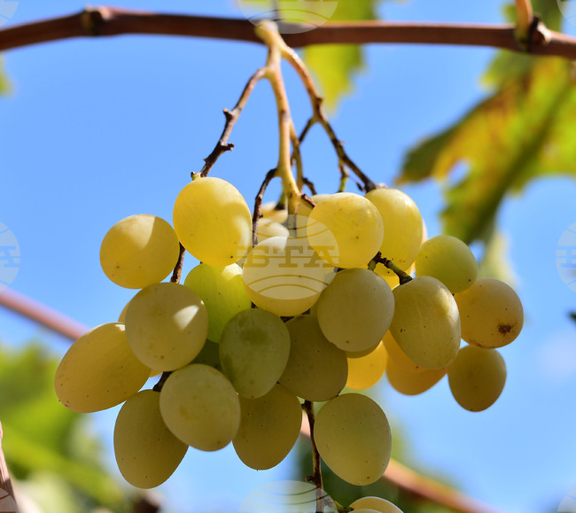Гроздоберът в Стралджанско започна, но лозарите в региона отчитат тежка година