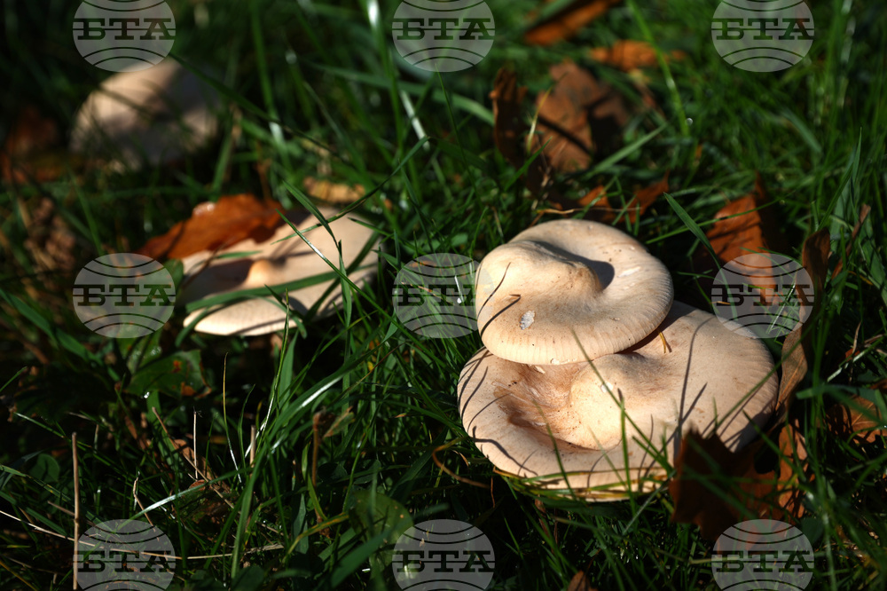 Австралийка беше осъдена на доживотен затвор за тройно убийство с отровни гъби