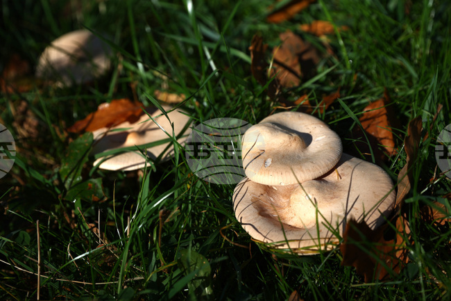 Австралийка беше осъдена на доживотен затвор за тройно убийство с отровни гъби