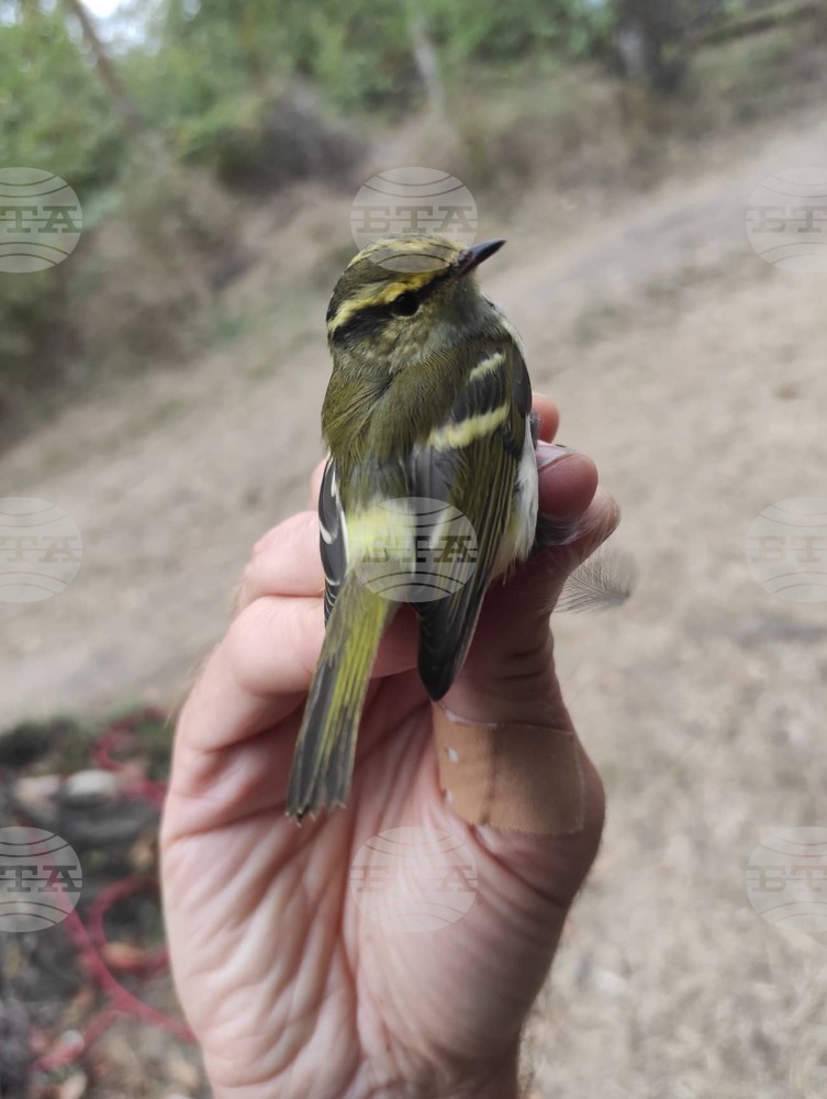 Ornithological Ringing Camp by Durankulak Lake Reports 12,642 Ringed Birds from 89 Species by Mid-October
