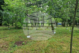 Разград - парк - дръвчета - залесяване