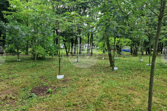 Разград - парк - дръвчета - залесяване