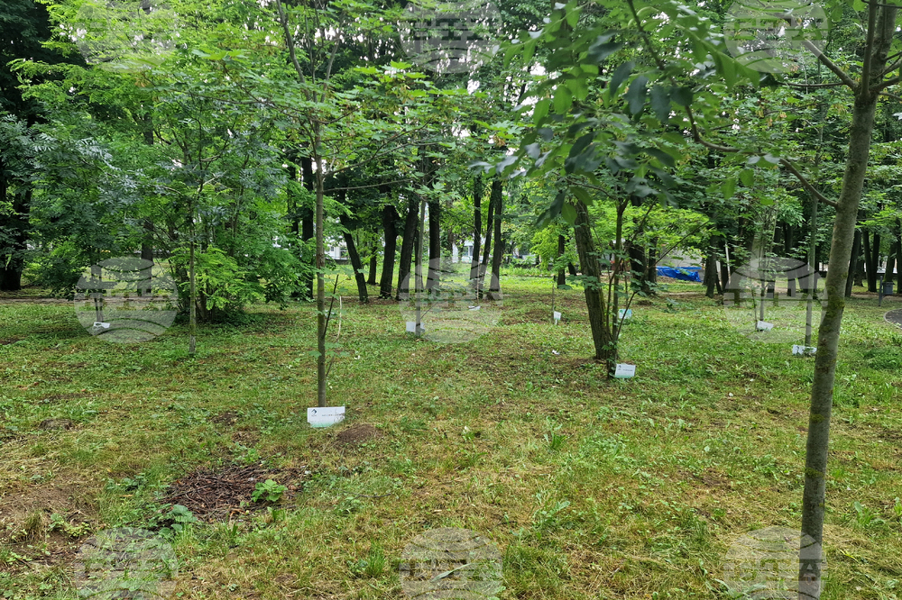 Разград - парк - дръвчета - залесяване