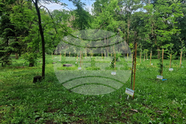 Разград - парк - дръвчета - залесяване