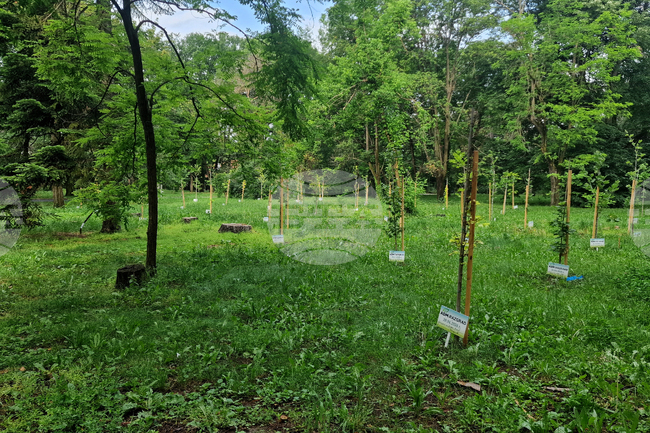 18,000 Saplings to Be Handed Out to Pazardzhik Residents