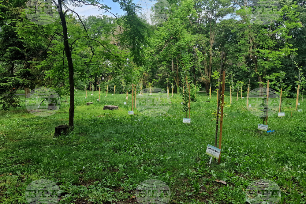 Разград - парк - дръвчета - залесяване