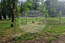 Разград - парк - дръвчета - залесяване