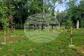 Разград - парк - дръвчета - залесяване