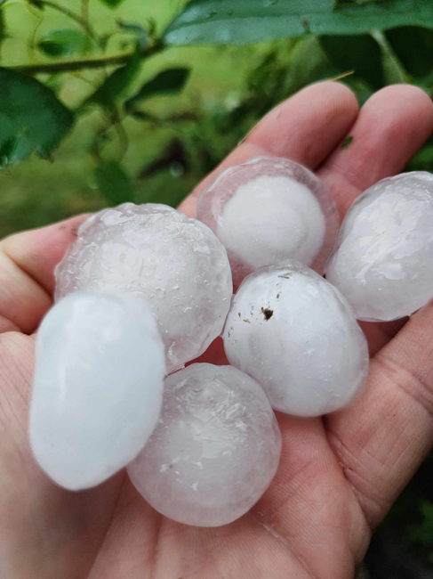 ВМРО: 2500 лв./дка държавна помощ за застраховка на земеделците и до 75% поемане на покритието на животновъдите