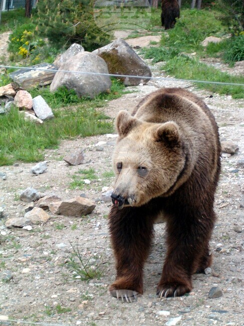 Овчар бе нападнат от мечка в Румъния
