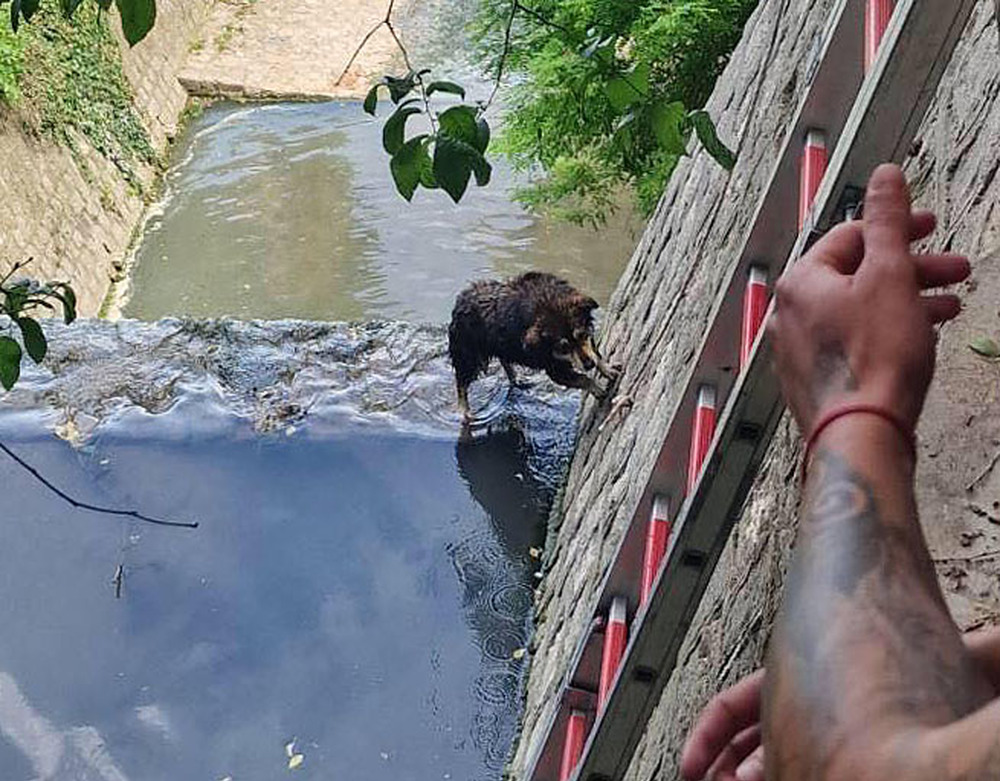 Кученцето, паднало в Шокъровия канал, е спасено след намеса на кмета Благомир Коцев