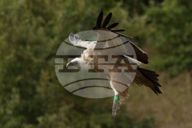 Кресна - пролом - белоглави лешояди