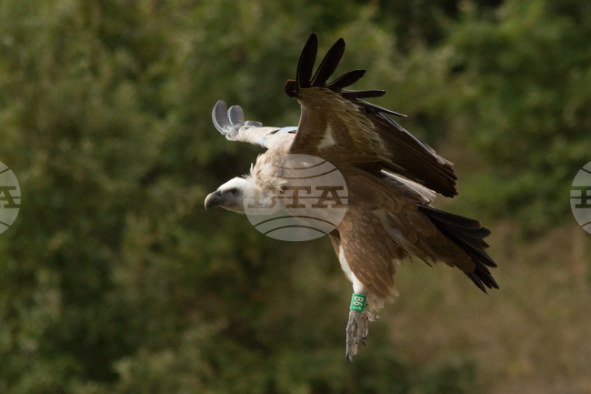 Кресна - пролом - белоглави лешояди