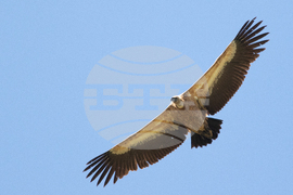 Кресна - пролом - белоглави лешояди