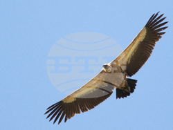 Кресна - пролом - белоглави лешояди