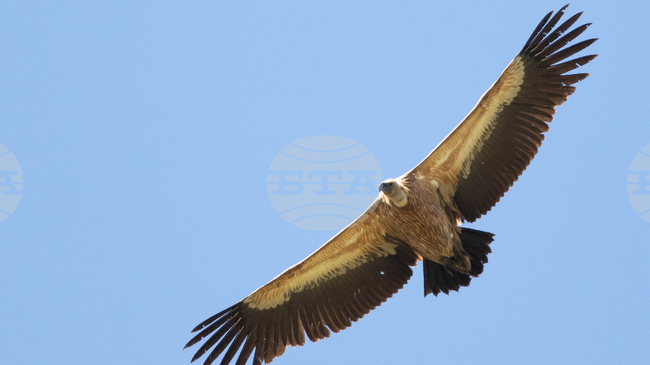 Екоинспекцията в Хасково организира акция за улавяне на предполагаемо болен белоглав лешояд