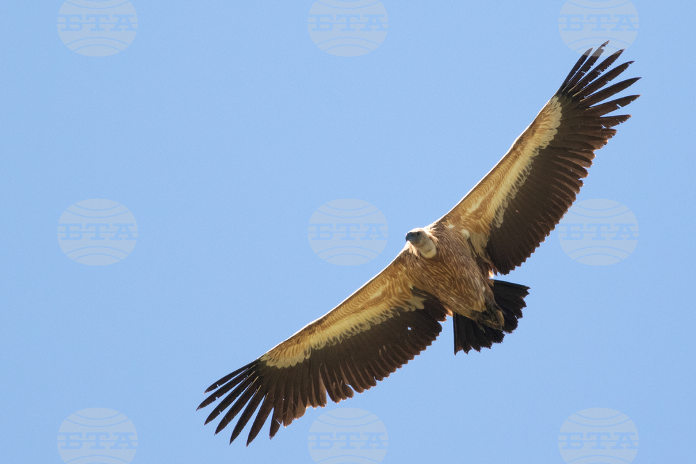 Кресна - пролом - белоглави лешояди