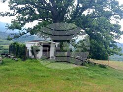 Снимка: Министерство на околната среда и водите - Пет вековни дървета от вида благун, цер и космат дъб са обявени за защитени