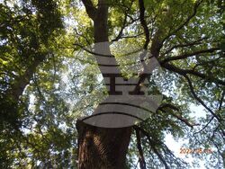 Снимка: Министерство на околната среда и водите - Пет вековни дървета от вида благун, цер и космат дъб са обявени за защитени