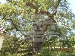 Снимка: Министерство на околната среда и водите - Пет вековни дървета от вида благун, цер и космат дъб са обявени за защитени