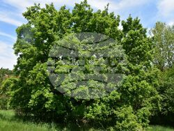 Снимка: Министерство на околната среда и водите - Пет вековни дървета от вида благун, цер и космат дъб са обявени за защитени