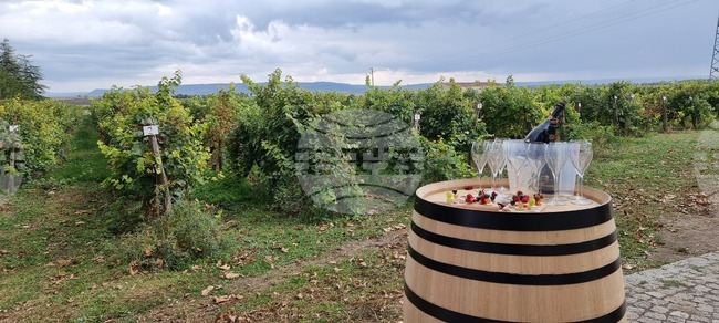 Група на високо равнище очертава политически препоръки за бъдещето на лозаро-винарския сектор в ЕС