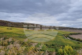 Винен тур - БАВП - Салла Естейт - Блъсково - винарска изба - лозя