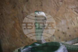 Благоевград - екзотични животни - изложба