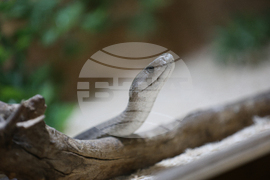 Благоевград - екзотични животни - изложба