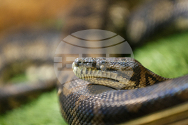 Благоевград - екзотични животни - изложба