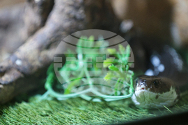 Благоевград - екзотични животни - изложба