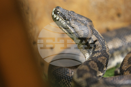 Благоевград - екзотични животни - изложба