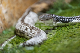 Благоевград - екзотични животни - изложба