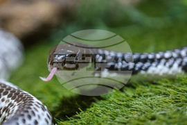 Благоевград - екзотични животни - изложба