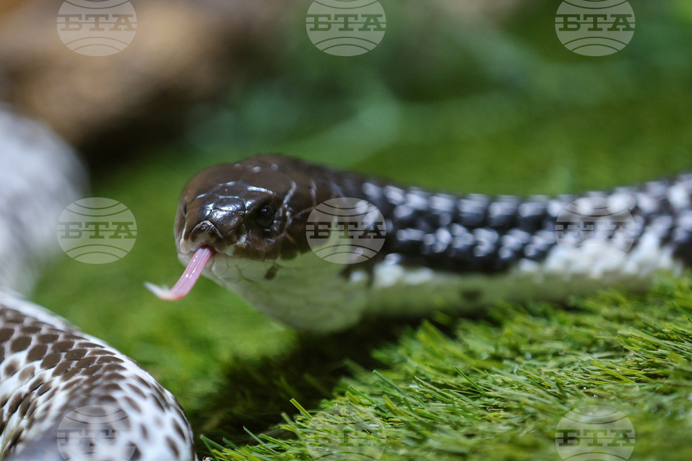 Благоевград - екзотични животни - изложба