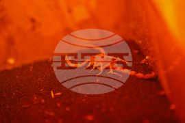 Благоевград - екзотични животни - изложба