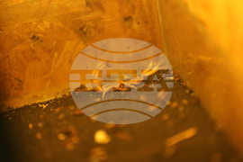 Благоевград - екзотични животни - изложба