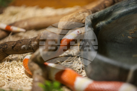 Благоевград - екзотични животни - изложба