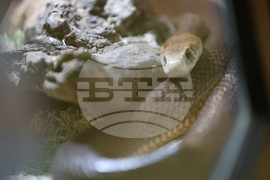 Благоевград - екзотични животни - изложба