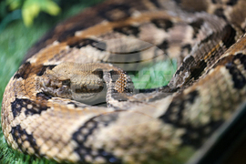 Благоевград - екзотични животни - изложба