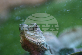 Благоевград - екзотични животни - изложба