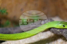 Благоевград - екзотични животни - изложба